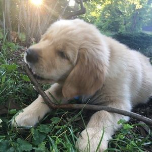 Meet your Posher, Molly